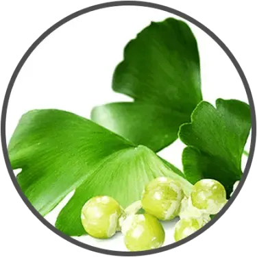 Ginkgo Biloba